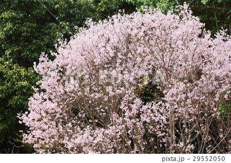 早春の公園 サクラ満開 早春の公園 サクラ満開 29552050