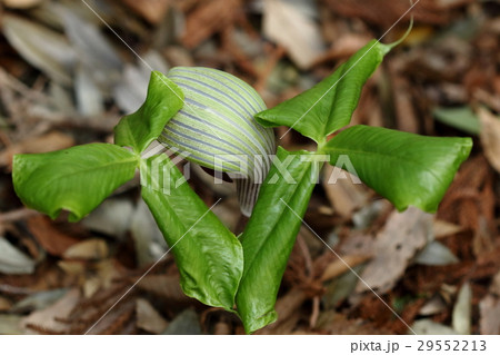 自然　植物　ムサシアブミ、大きな三出複葉が類似の種類との識別点だそうです（こちらの葉は展開中） 29552213
