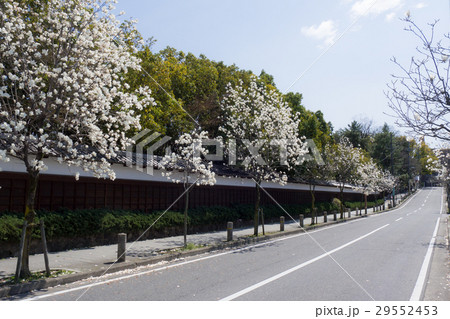 徳川園交差点から黒門へ続く白モクレン並木 29552453