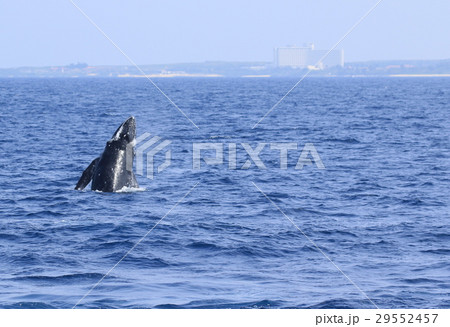 沖縄のホエールウォッチング ザトウクジラ 沖縄のホエールウォッチング ザトウクジラ 29552457