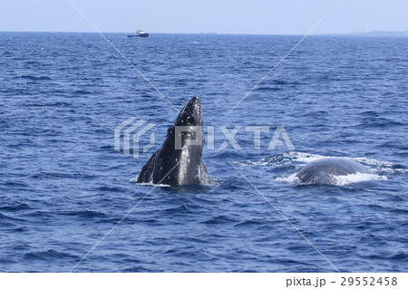 沖縄のホエールウォッチング　ザトウクジラ 29552458