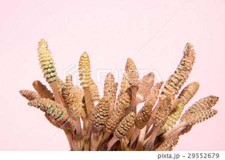 早春のつくし 29552679