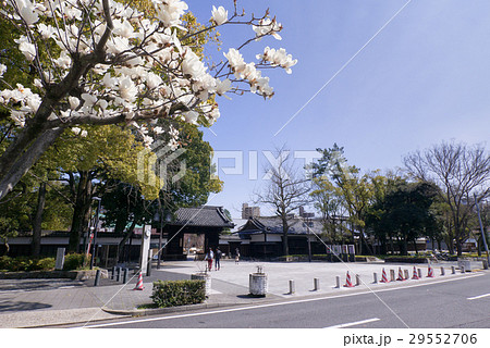 名古屋市東区　徳川園黒門と木蓮 29552706