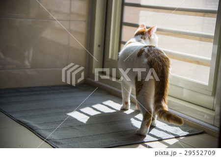 猫 ねこ ネコ 29552709