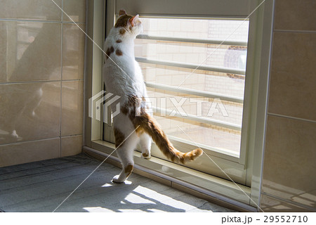 猫 ねこ ネコ 29552710