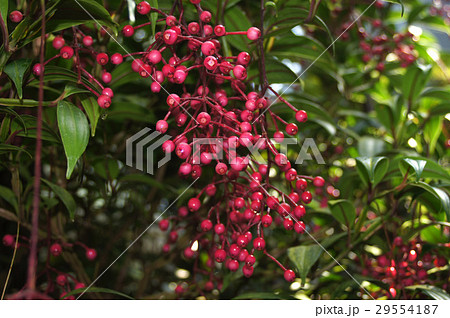 メディニラ・クラサタ 29554187