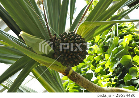 ビヨウタコノキ ビヨウタコノキ 29554430