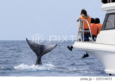 那覇のホエールウオッチング　ザトウクジラ 29554655