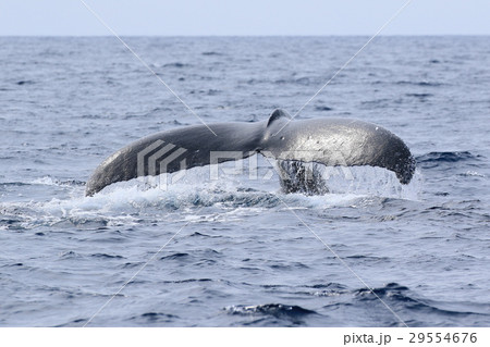 那覇のホエールウオッチング ザトウクジラ 那覇のホエールウオッチング ザトウクジラ 29554676