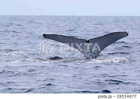 那覇のホエールウオッチング ザトウクジラ 那覇のホエールウオッチング ザトウクジラ 29554677