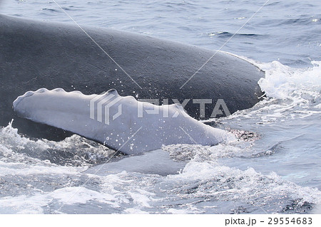 那覇のホエールウオッチング　ザトウクジラ 29554683
