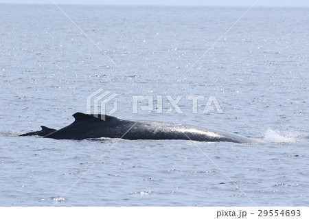 那覇のホエールウオッチング ザトウクジラ 那覇のホエールウオッチング ザトウクジラ 29554693