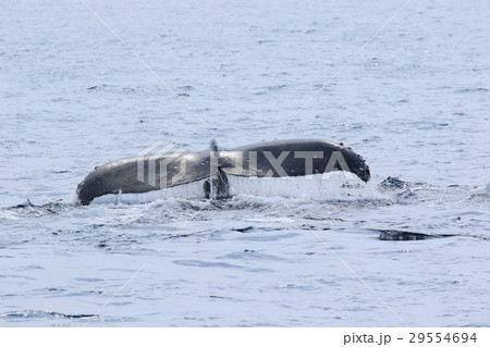 那覇のホエールウオッチング　ザトウクジラ 29554694