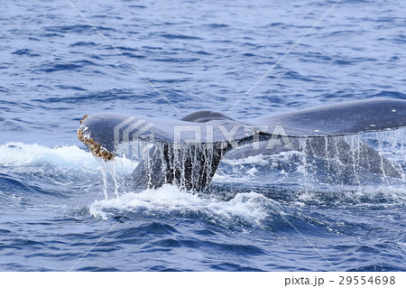 那覇のホエールウオッチング　ザトウクジラ 29554698