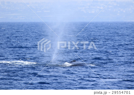 那覇のホエールウオッチング　ザトウクジラ 29554701