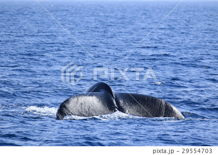 那覇のホエールウオッチング　ザトウクジラ 29554703