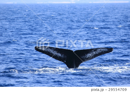 那覇のホエールウオッチング　ザトウクジラ 29554709