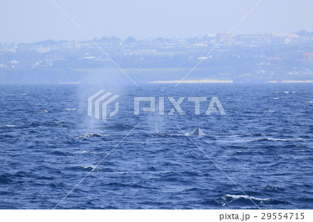 那覇のホエールウオッチング　ザトウクジラ 29554715