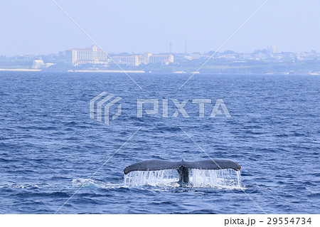 那覇のホエールウオッチング　ザトウクジラ 29554734