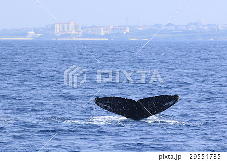 那覇のホエールウオッチング ザトウクジラ 那覇のホエールウオッチング ザトウクジラ 29554735