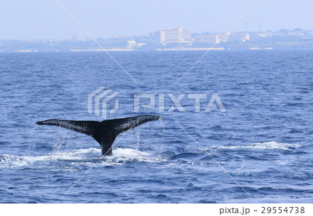 那覇のホエールウオッチング　ザトウクジラ 29554738
