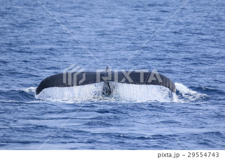 那覇のホエールウオッチング ザトウクジラ 那覇のホエールウオッチング ザトウクジラ 29554743