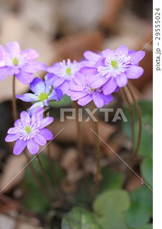 雪割草の花 29555024