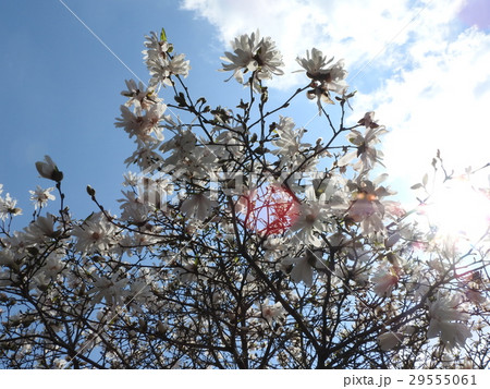 シデコブシまたはヒメコブシという。花言葉は「友情」「友愛」。華麗で上品なその風情には魅了される。 29555061