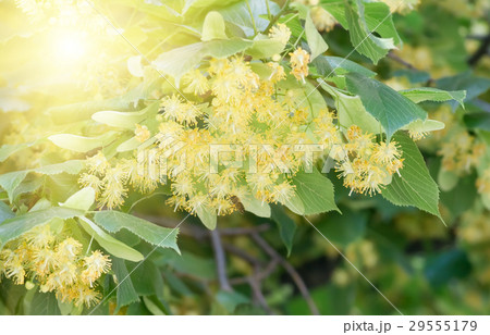 flowers blossoming tree linden tree, spring 29555179
