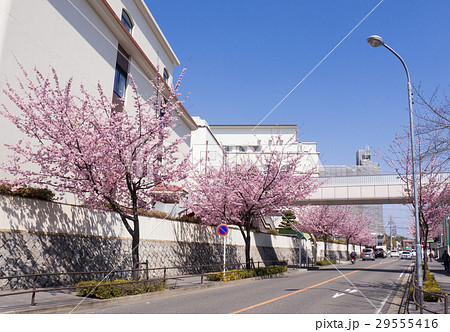 名古屋市東区都市風景 白壁 金城学院高等学校と大寒桜の写真素材 29555416 Pixta