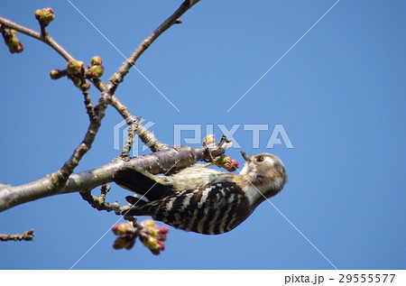 桜のつぼみとコゲラ 29555577