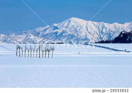 新潟県小千谷市　雪の越後駒ヶ岳とハサ木 29555632
