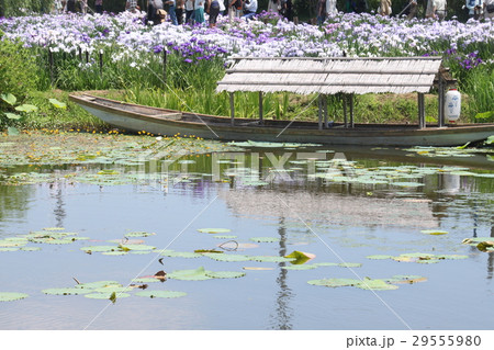 水生植物園 水生植物園 29555980