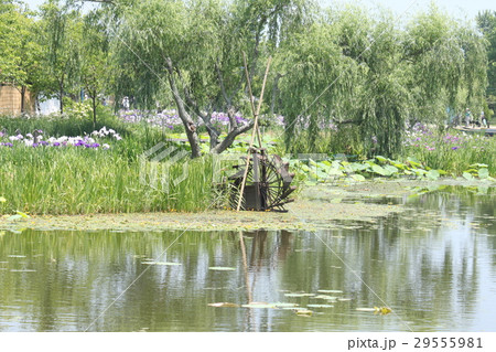 水生植物園 水生植物園 29555981