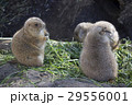 群れで食事をする3匹のプレーリードッグ 29556001