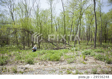 山菜　収穫 29556248