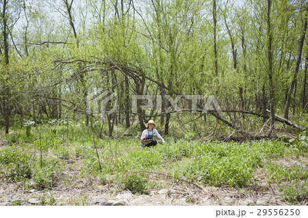 山菜　収穫 29556250