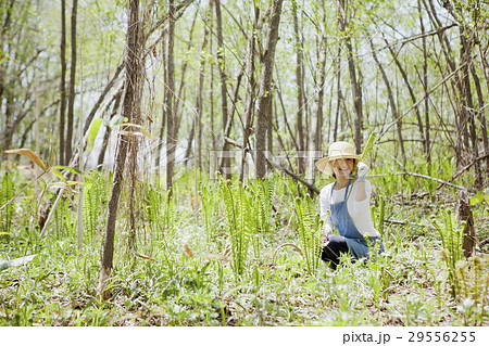 山菜　収穫 29556255