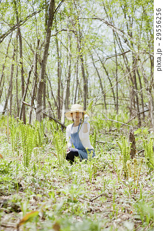 山菜　収穫 29556256