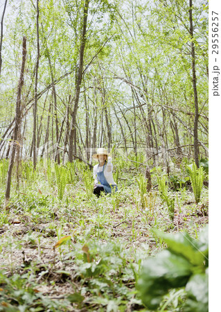 山菜　収穫 29556257