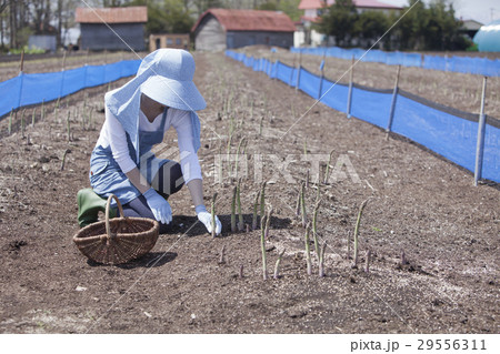アスパラ農家 29556311