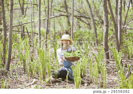 山菜 収穫 山菜 収穫 29556392