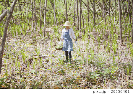 山菜　収穫 29556401