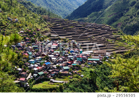 Rice terraces 29556505