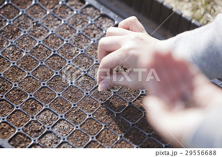 種まき 29556688