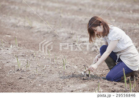 アスパラを収穫する女性 29556846