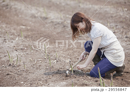 アスパラを収穫する女性 アスパラを収穫する女性 29556847