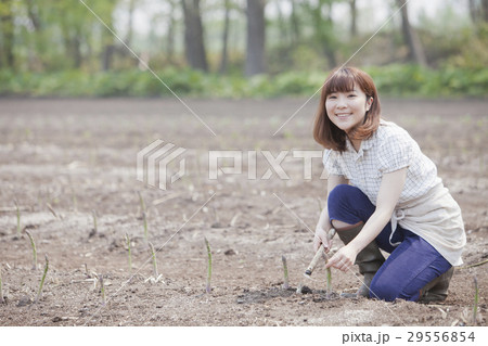 アスパラを収穫する女性 アスパラを収穫する女性 29556854