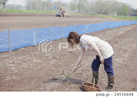 アスパラを収穫する女性 アスパラを収穫する女性 29556898