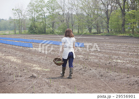 アスパラを収穫する女性 アスパラを収穫する女性 29556901